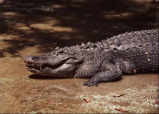 Endangered Chinese Alligator